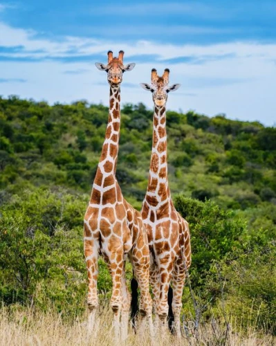SAMBURU SAFARI OFFERS- TOUR VAN