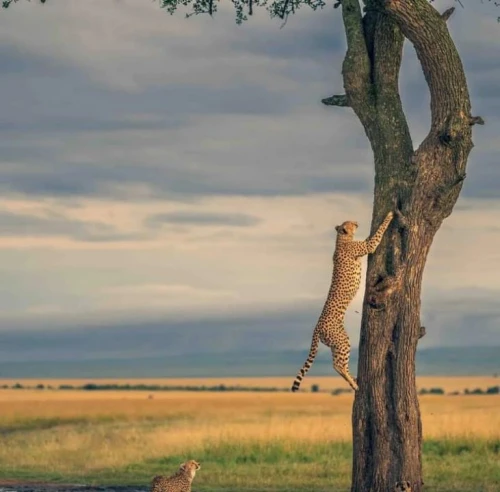 MAASAI MARA SAFARI OFFERS- LAND CRUISER