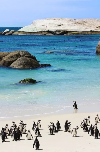 Cape Town Scenic Wonders