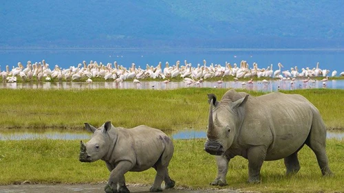 Explore Naivasha’s Beauty on Moi South Lake Road.